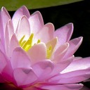 สมาชิกหมายเลข 1448554