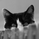 สมาชิกหมายเลข 4308902