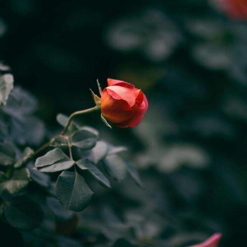 สมาชิกหมายเลข 5096992