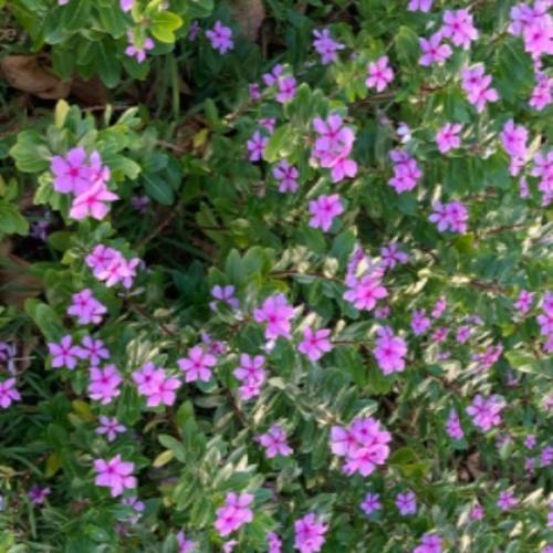 สมาชิกหมายเลข 7360915