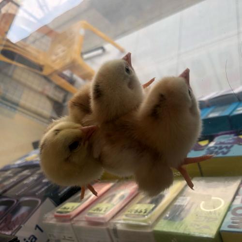 สมาชิกหมายเลข 4670475