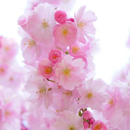 สมาชิกหมายเลข 5489187