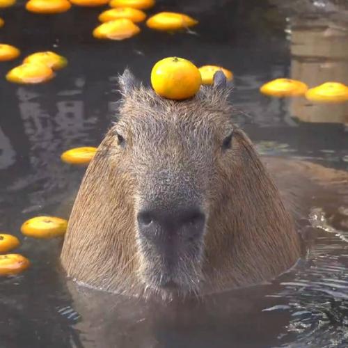 สมาชิกหมายเลข 1803479