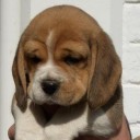 หนุ่มบางบาย