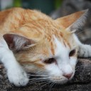 ความสุขที่รัก