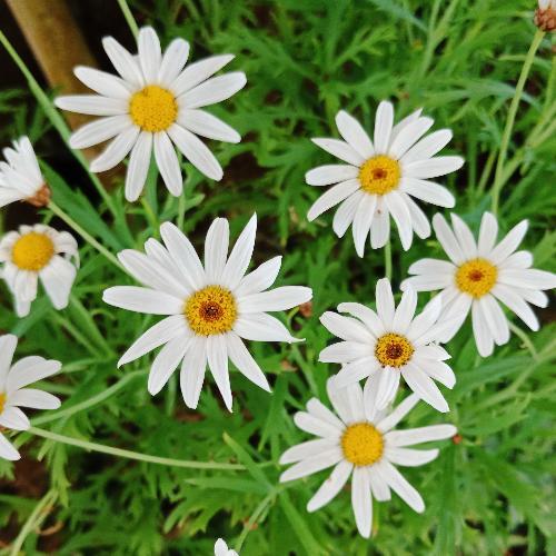 สมาชิกหมายเลข 1879724