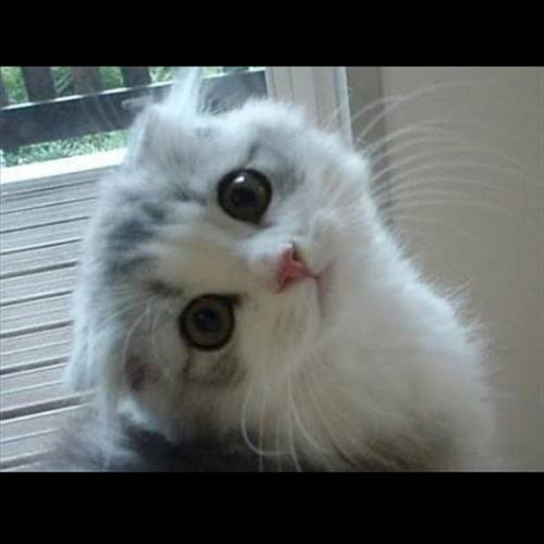 สมาชิกหมายเลข 4723290