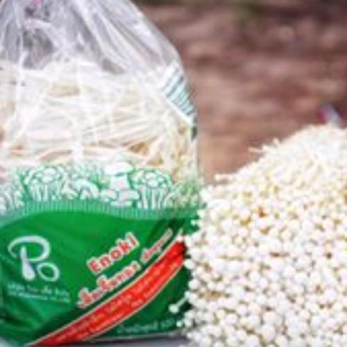 ชอบกินเห็ดเข็มทอง