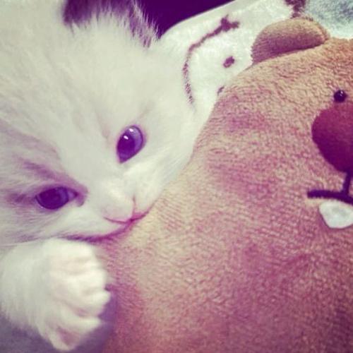 สมาชิกหมายเลข 8270805