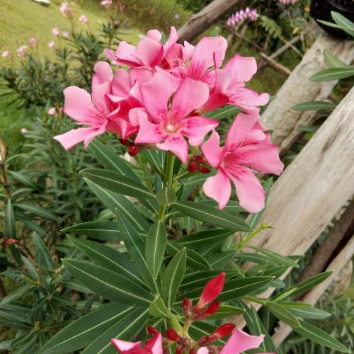 สมาชิกหมายเลข 4725978