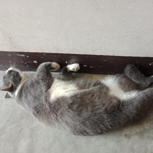 สมาชิกหมายเลข 3062527