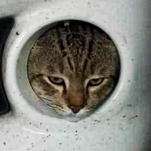 สมาชิกหมายเลข 5316686