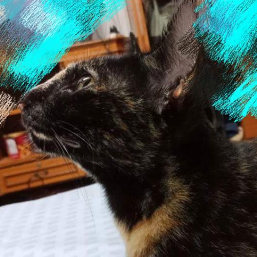 สมาชิกหมายเลข 4726104