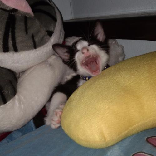 สมาชิกหมายเลข 5490408