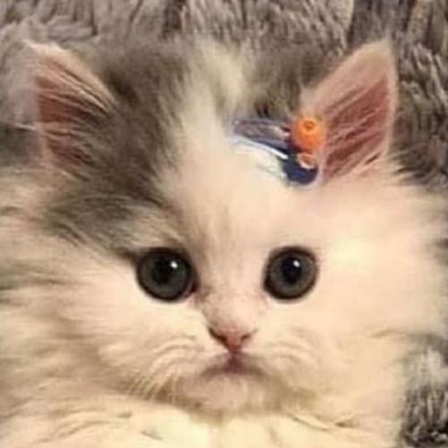 สมาชิกหมายเลข 6027525