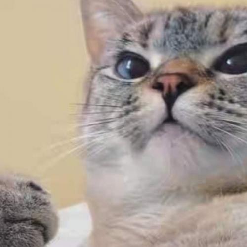 สมาชิกหมายเลข 6027602