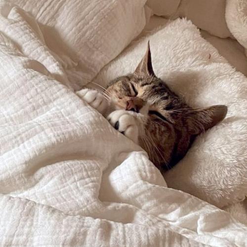 สมาชิกหมายเลข 6642840