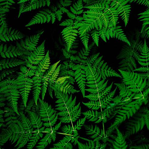 สาวฟ้าใส