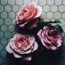 สมาชิกหมายเลข 3539561