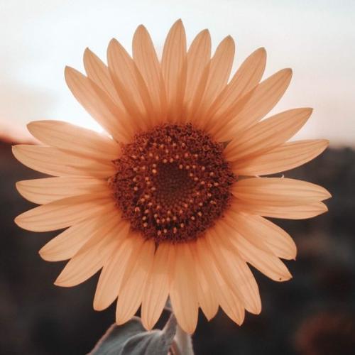 สมาชิกหมายเลข 5099222