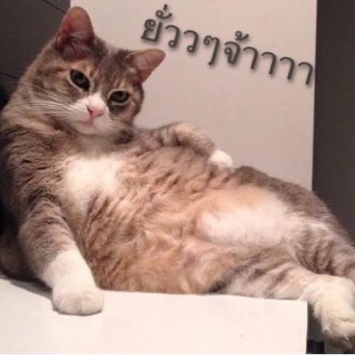 สมาชิกหมายเลข 6028223