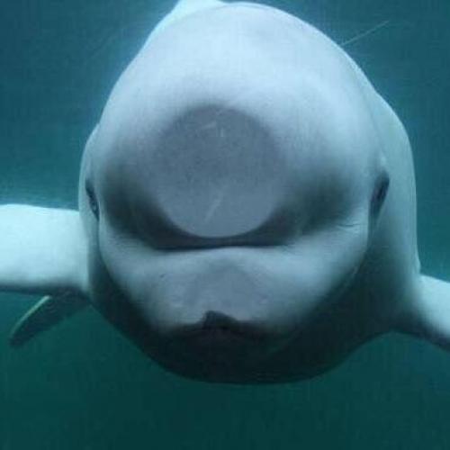 สมาชิกหมายเลข 5097085