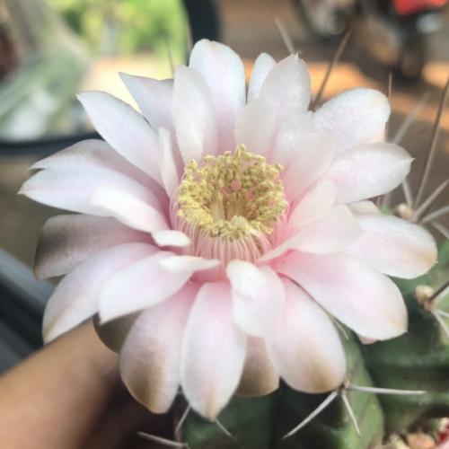 สมาชิกหมายเลข 2112888