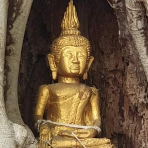 สมาชิกหมายเลข 7388720