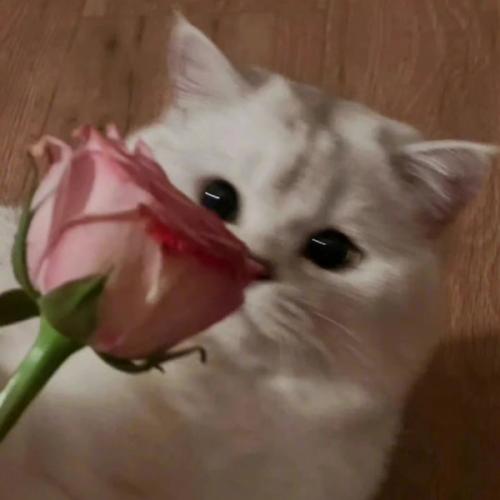 สมาชิกหมายเลข 8273840