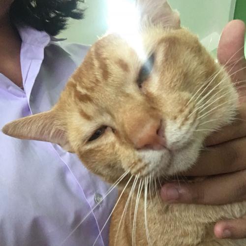 สมาชิกหมายเลข 4727300