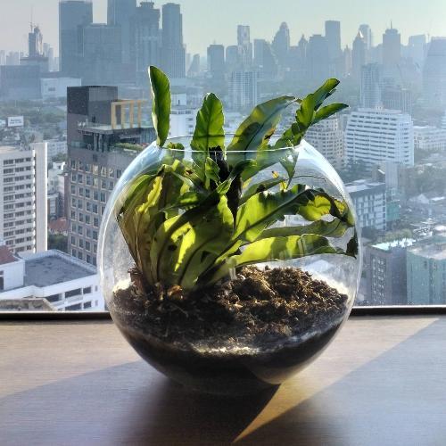 อยากกินชานม