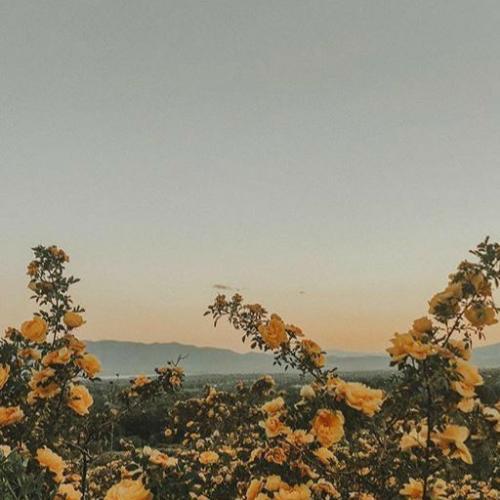 สมาชิกหมายเลข 5492057