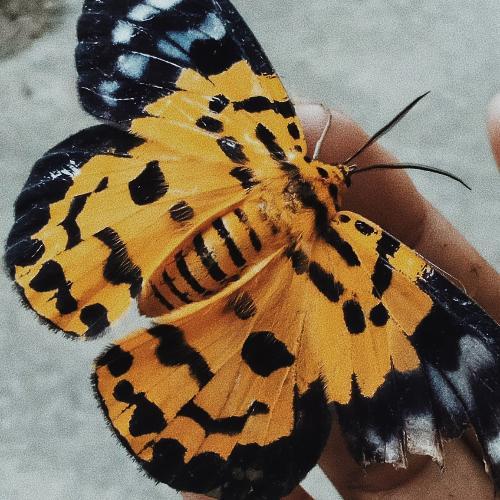 สมาชิกหมายเลข 6029941