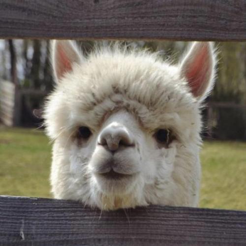 สมาชิกหมายเลข 6645153