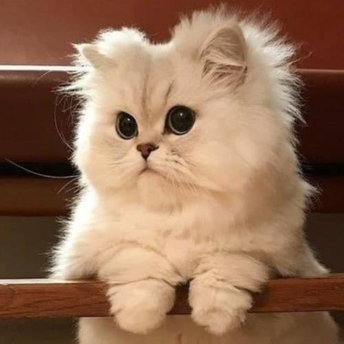 สมาชิกหมายเลข 3655094