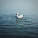 สมาชิกหมายเลข 4363585