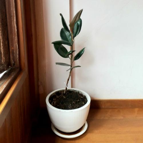 สมาชิกหมายเลข 6646298