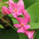 มาลีไปซักผ้า