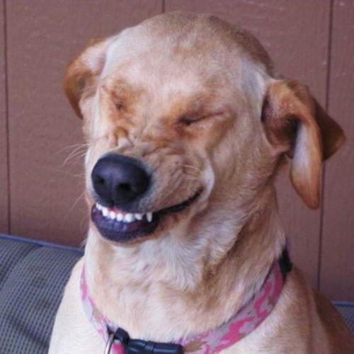 สมาชิกหมายเลข 5095180