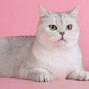 ขนมจีบ23