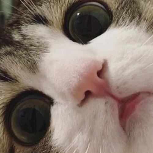 สมาชิกหมายเลข 4318135