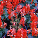 สมาชิกหมายเลข 5094909