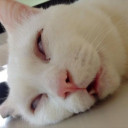 สมาชิกหมายเลข 5102279