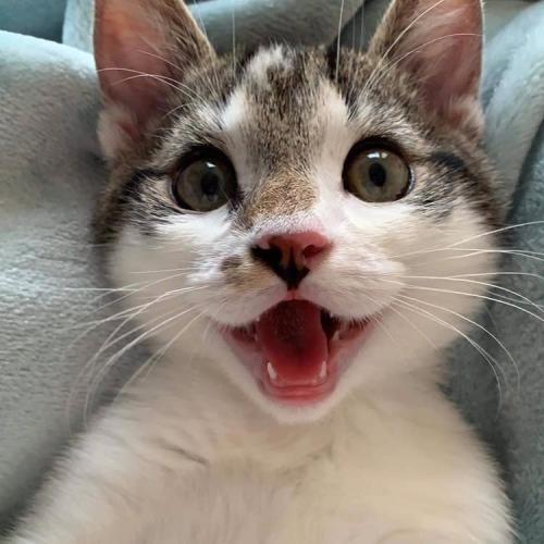 สมาชิกหมายเลข 5032572