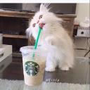 กระตุ่ยน้อย