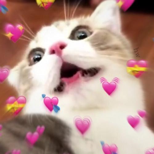 สมาชิกหมายเลข 5098254