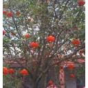 เล็กโฟหมูเด้ง