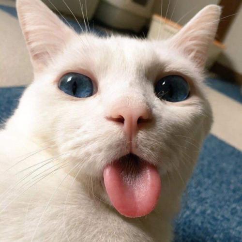 สมาชิกหมายเลข 3981758