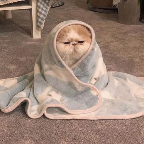 สมาชิกหมายเลข 4810593