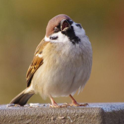 สมาชิกหมายเลข 3727328